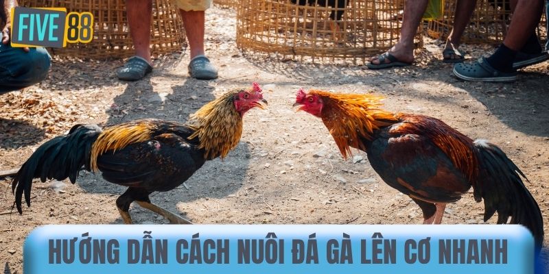 Hướng dẫn cách nuôi đá gà lên cơ nhanh